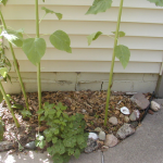 Foundation Restoration | Minneapolis, MN | BEI Exterior Maintenance